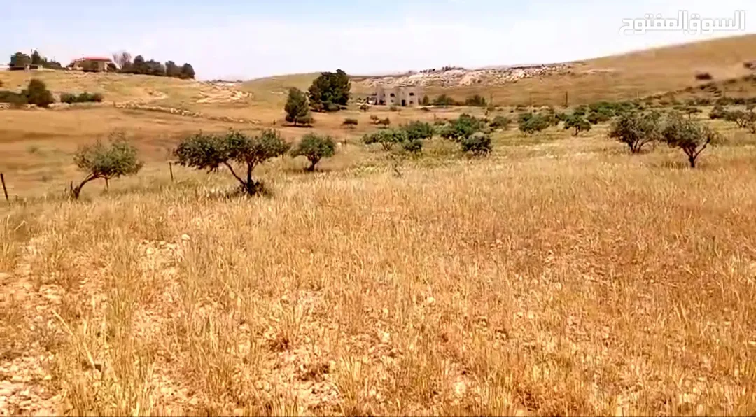 أرض زراعية مميزة في المفرق – حيان المشرف