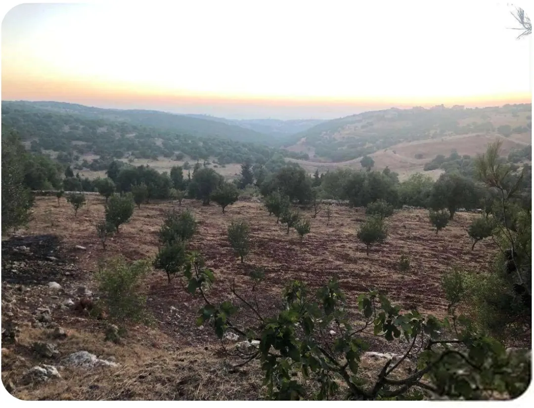 مزرعة 10 دونمات عالشارع من اولها لأخرها قرب مؤسسة الروابي العسكرية و كازية توتل — صورة 3