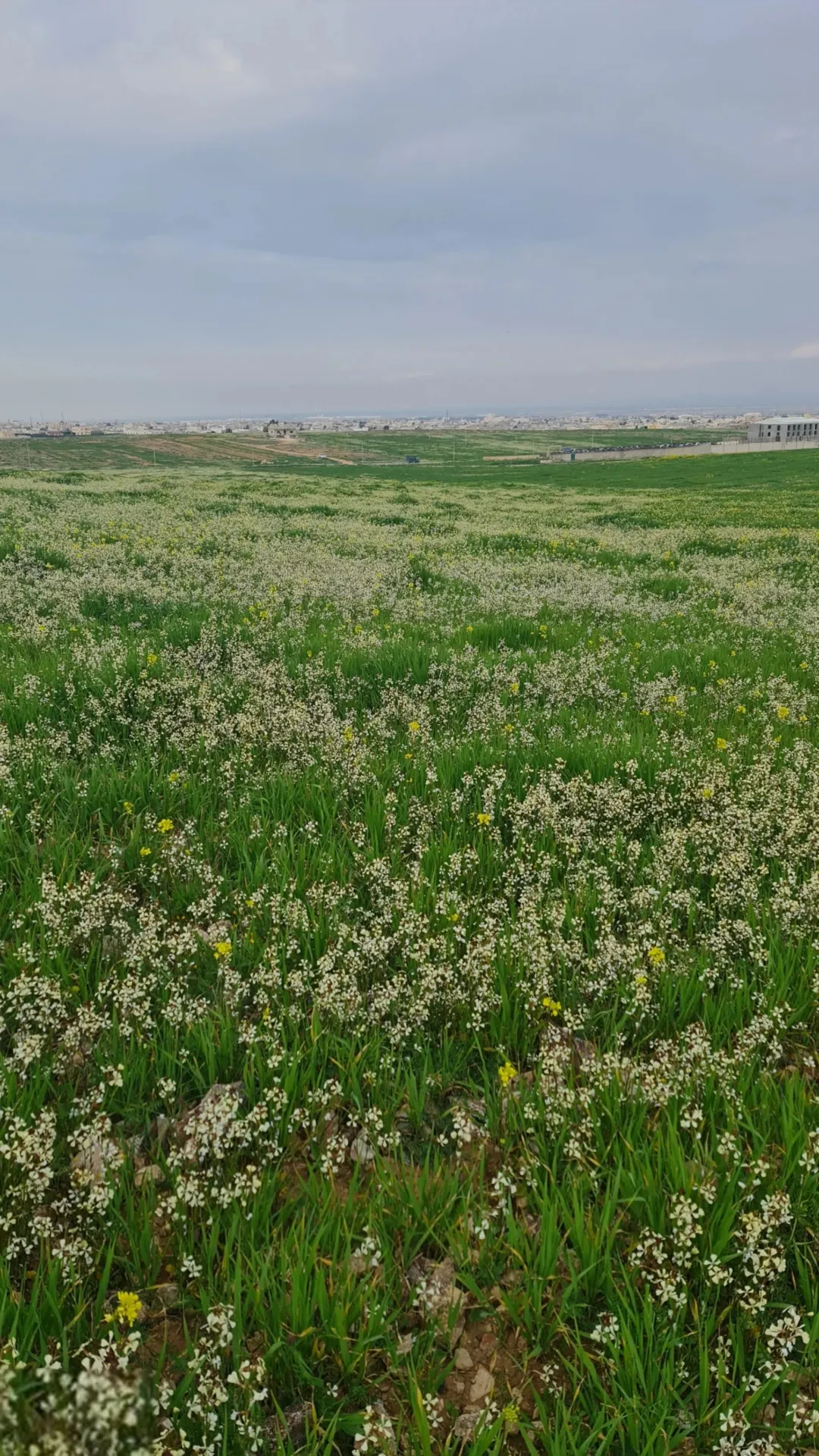 قطعة أرض مفروزه ومميزه للبيع