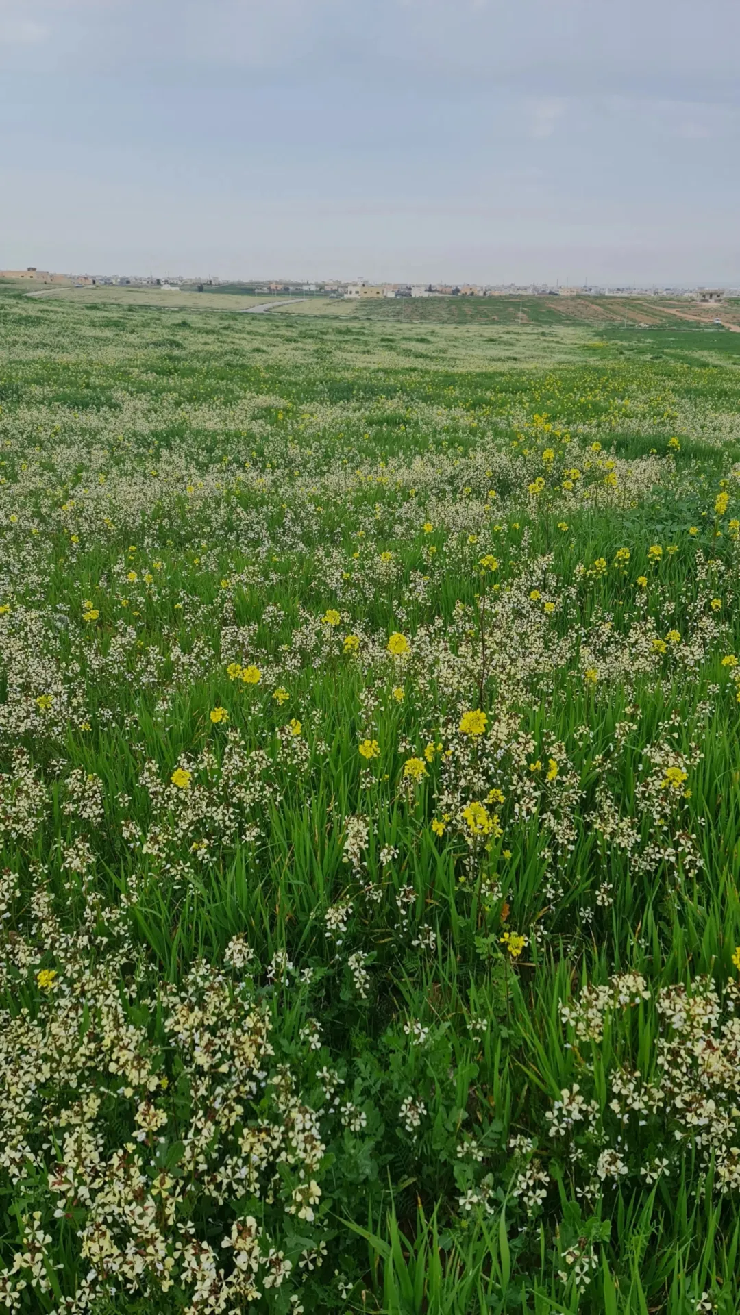 قطعة أرض مفروزه ومميزه للبيع