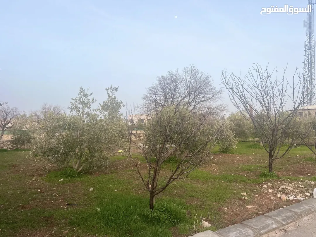 مزرعة للبيع في العالوك موقع متميز بالقرب من الكمشة وشارع الأردن