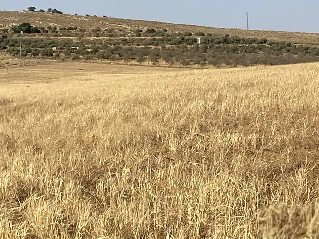 ارض للبيع في لب – مادبا زراعية عدد 2 تصلح للاستثمار و بسعر مميز