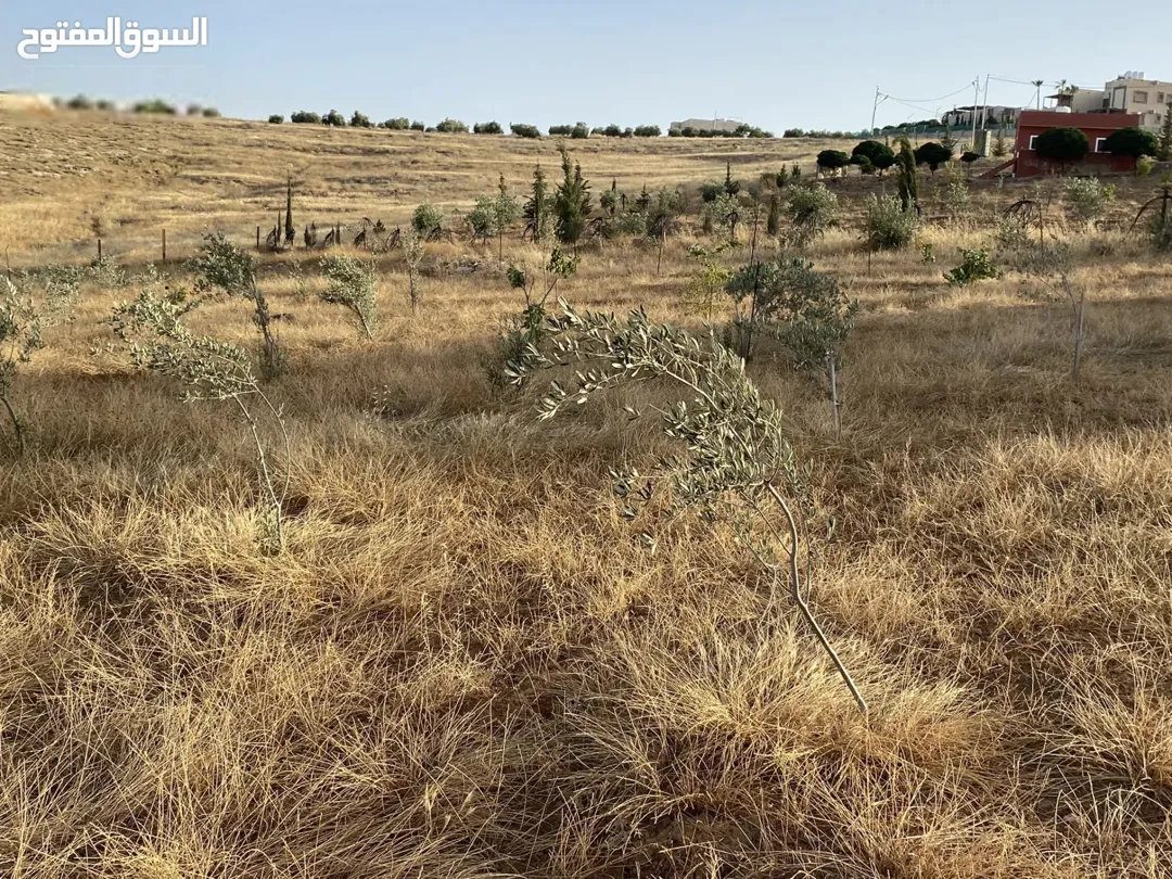 ارض للبيع في لب – مادبا زراعية عدد 2 تصلح للاستثمار و بسعر مميز