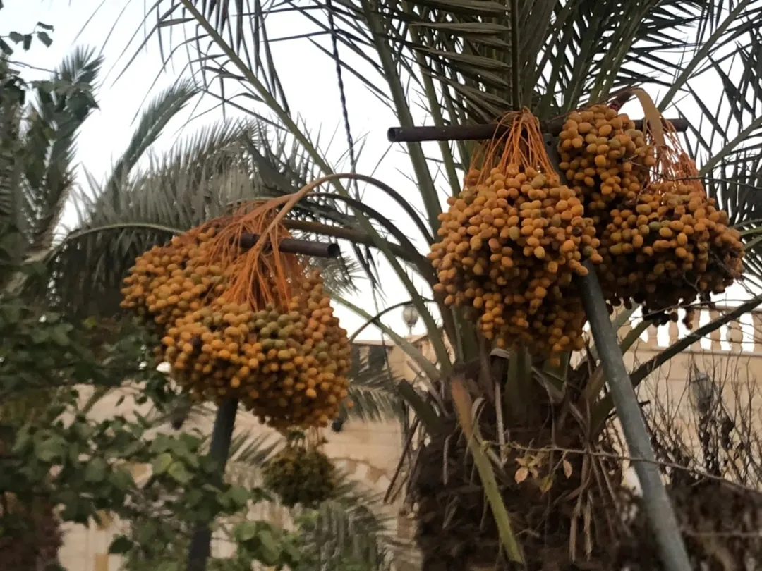 مزرعة فاخرة للبيع في المفرق – البادية الشمالية الغربية