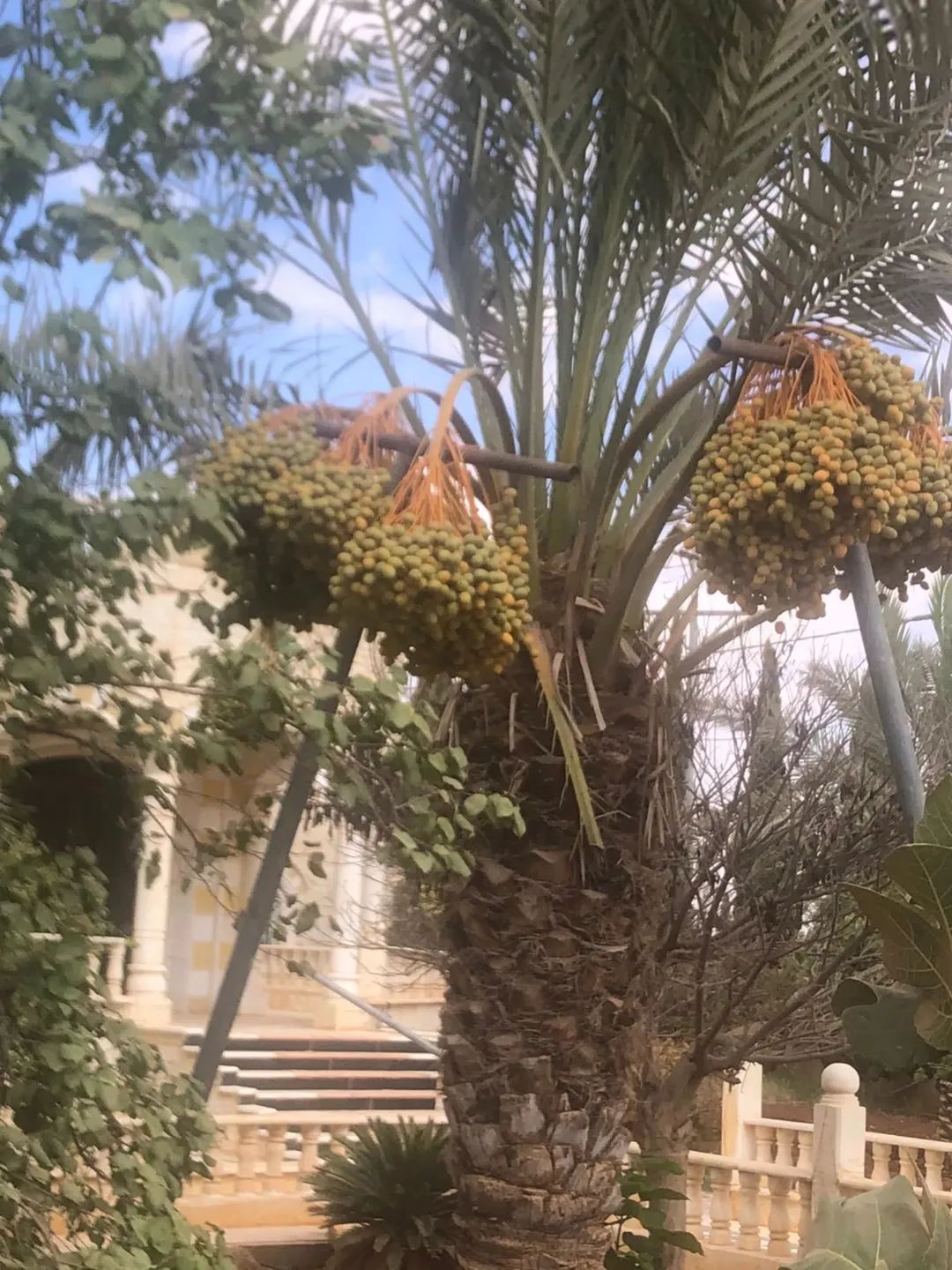 مزرعة فاخرة للبيع في المفرق – البادية الشمالية الغربية