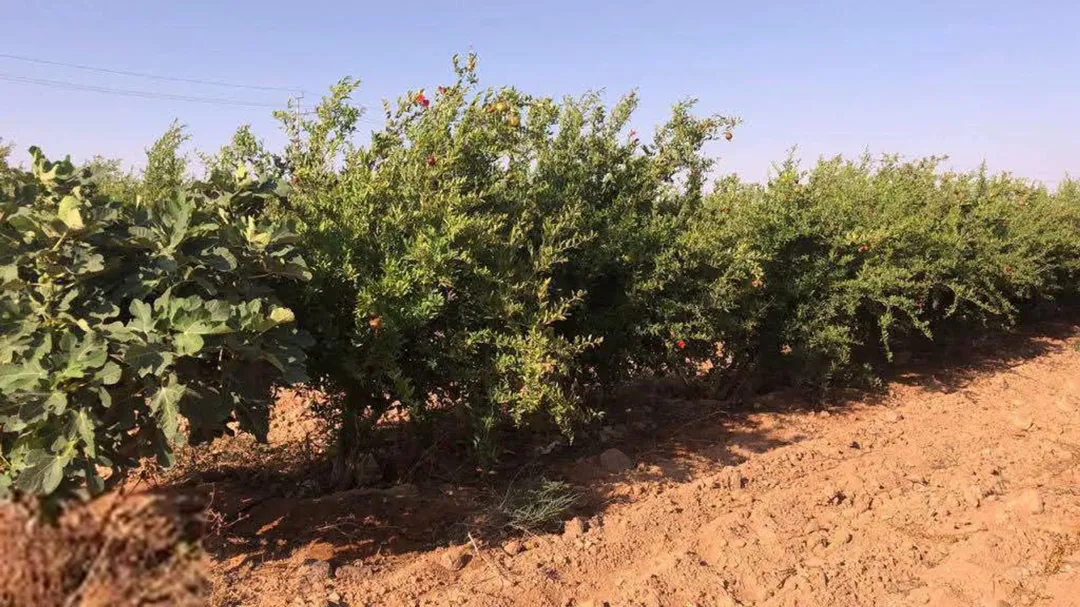 إمتلك مزرعه عملاقه مع ثلاث قصور طابقين في المفرق