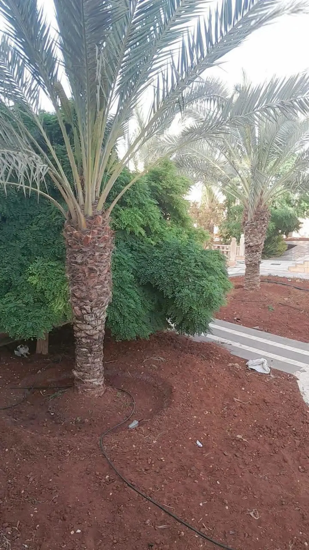 إمتلك مزرعه عملاقه مع ثلاث قصور طابقين في المفرق