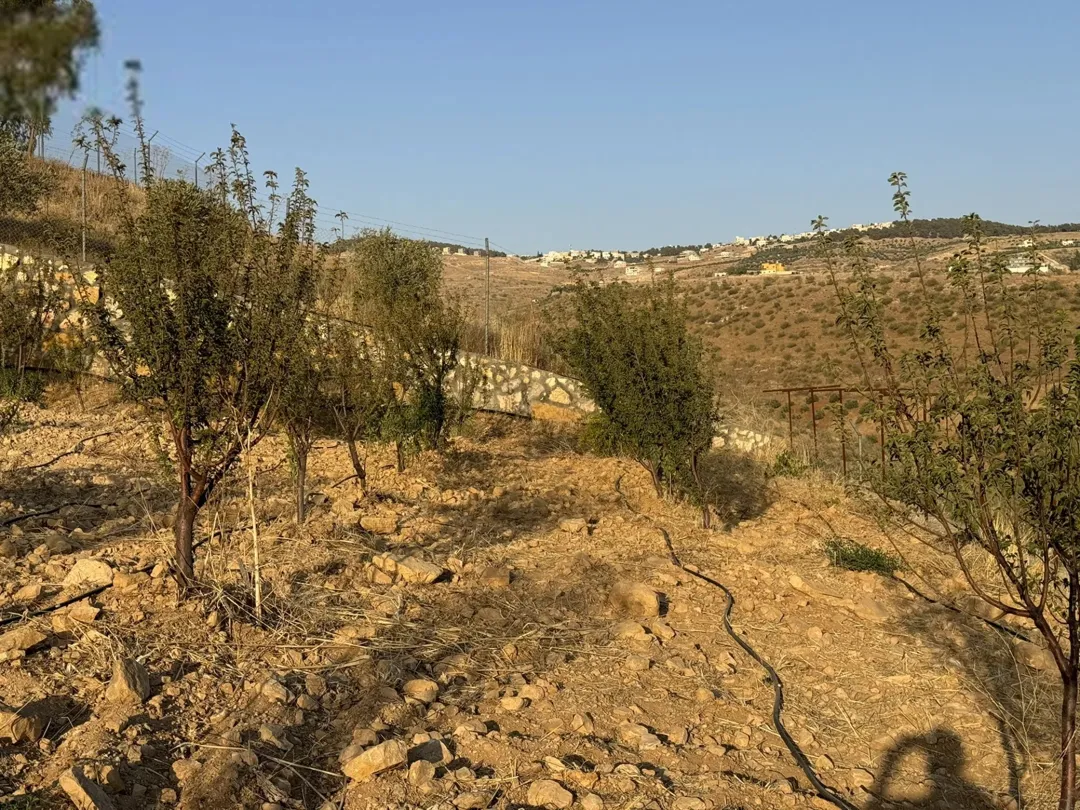 أرض زيتون بإطلالة ساحرة في منطقة شفا غورية على طريق جرش