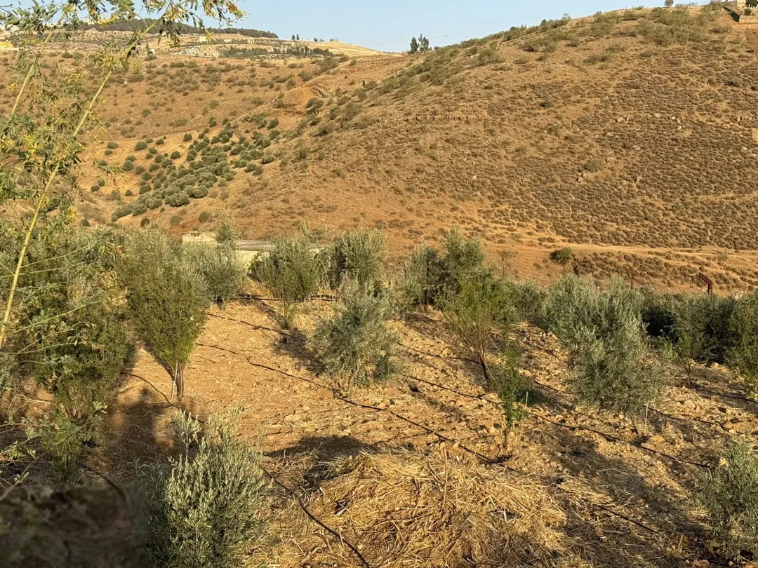 أرض زيتون بإطلالة ساحرة في منطقة شفا غورية على طريق جرش
