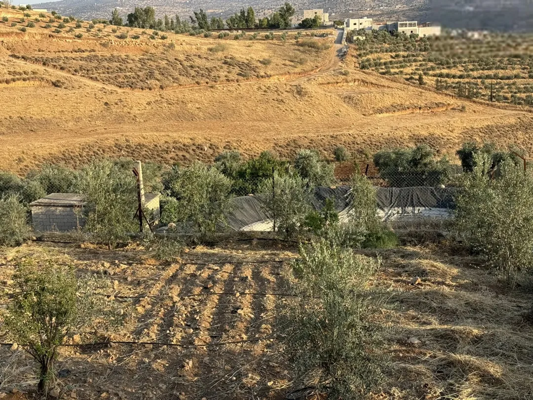 أرض زيتون بإطلالة ساحرة في منطقة شفا غورية على طريق جرش