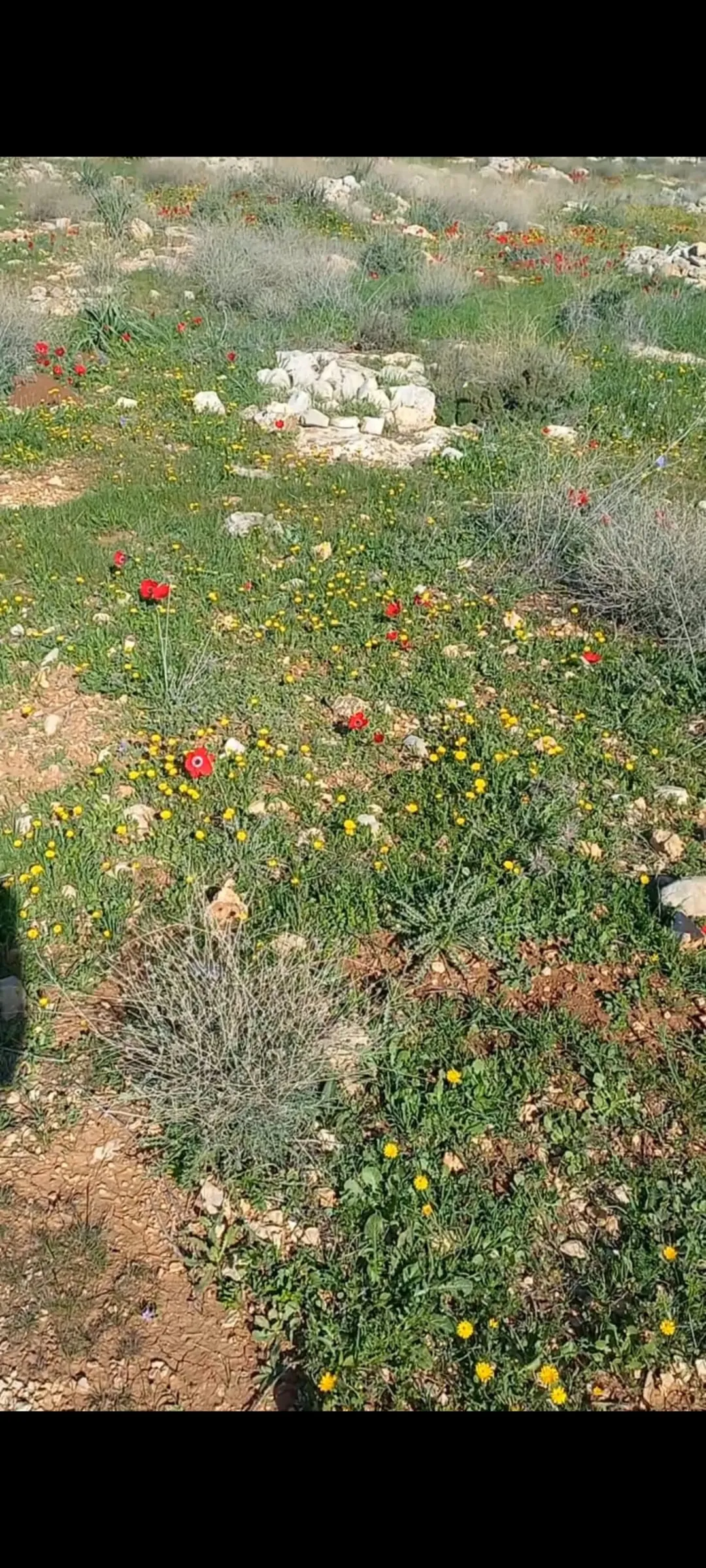 أرض زراعية مميزة للبيع في منطقة دحل – جرش