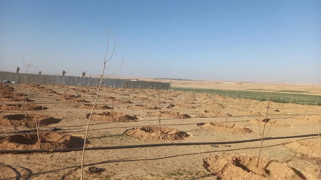 ارض للبيع ( مزروعة )