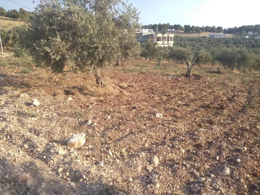 جبا مقابل ثغرة عصفور مشجره زيتون منبسطة
