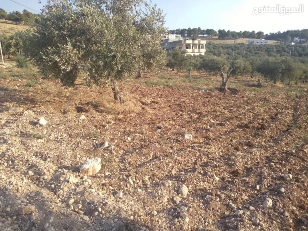 جبا مقابل ثغرة عصفور مشجره زيتون منبسطة — صورة 2