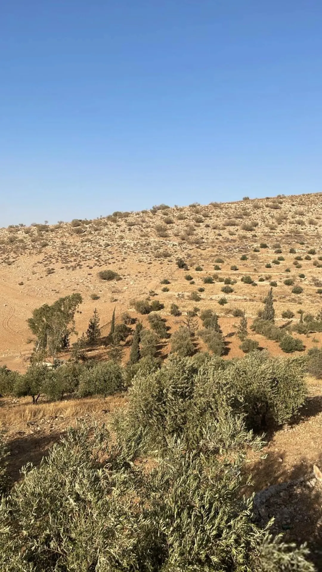 أرض زراعية مميزة للبيع في منطقة بيرين – الزرقاء