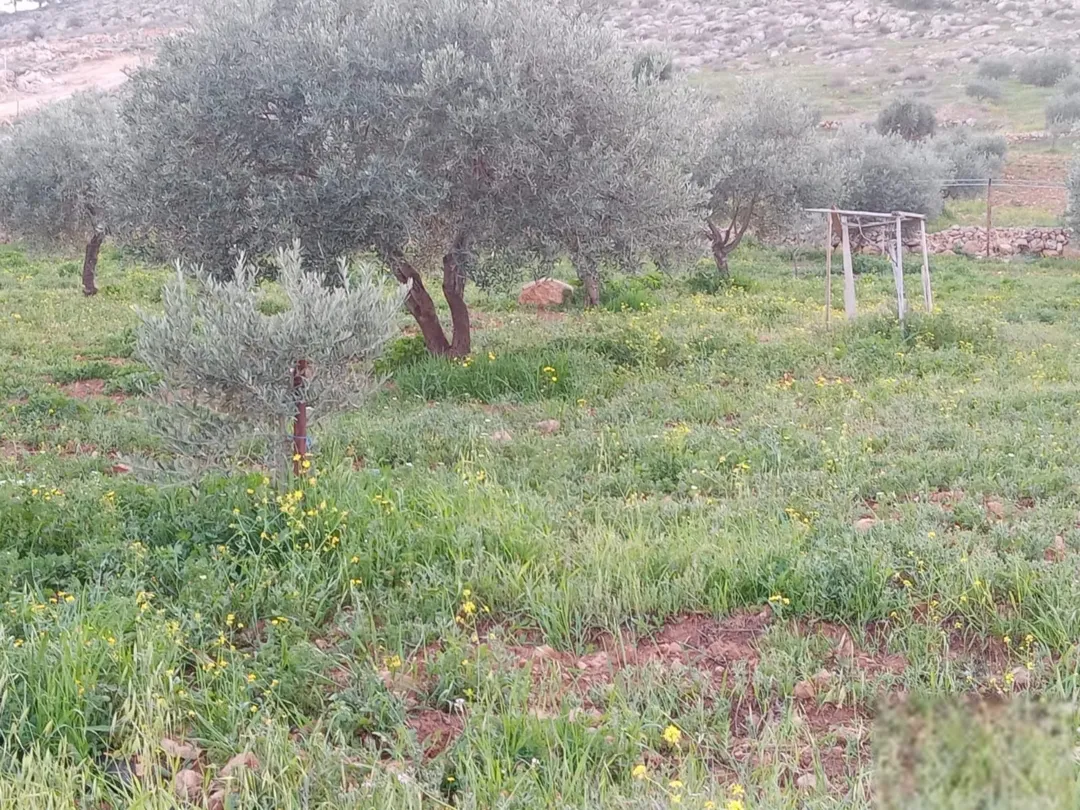 مزرعة مشجرة للبيع في عنيبة – محافظة جرش