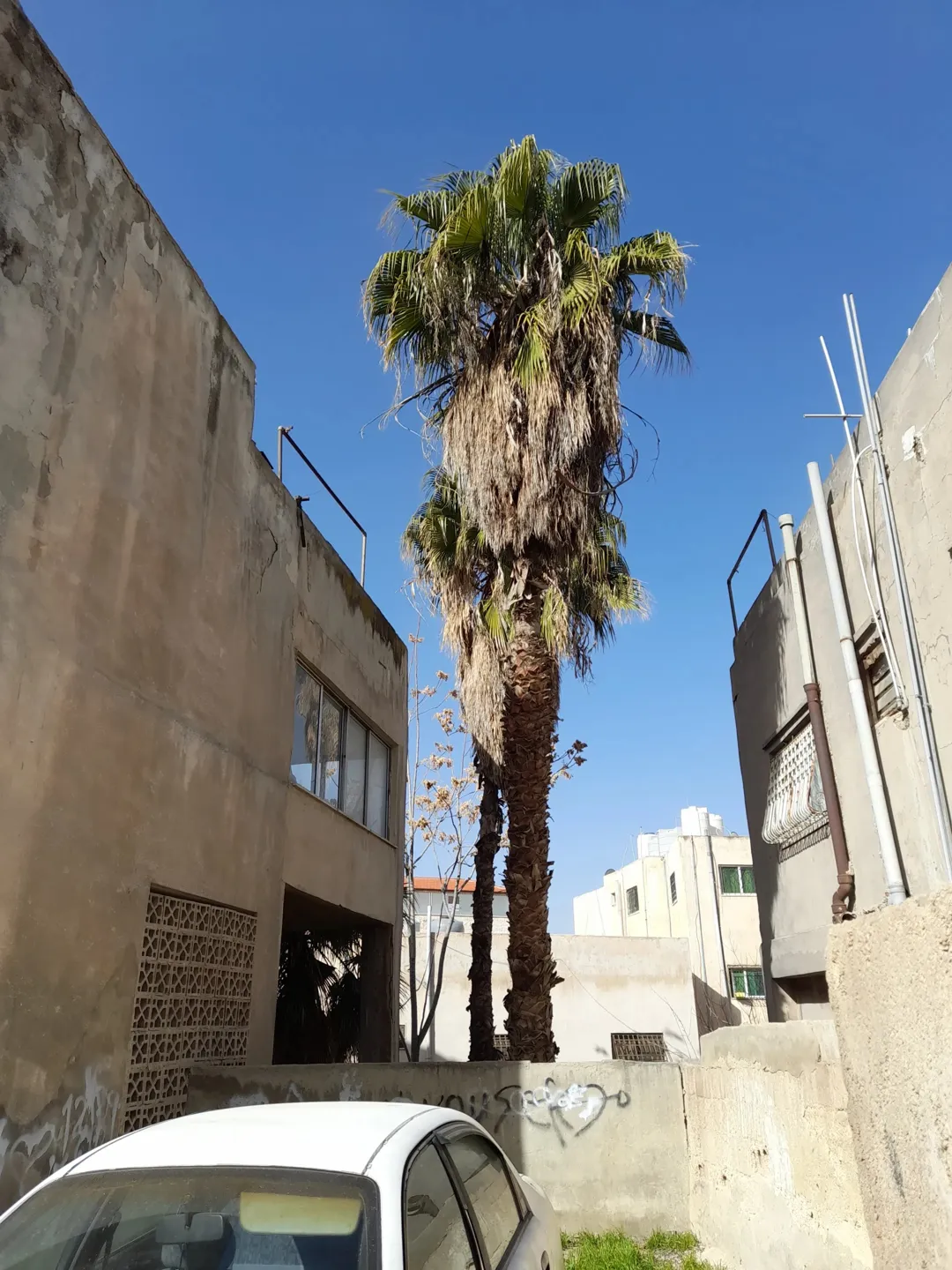 عمارة مؤلفة من طابقين وتسوية وروف بسعر شقة للبيع