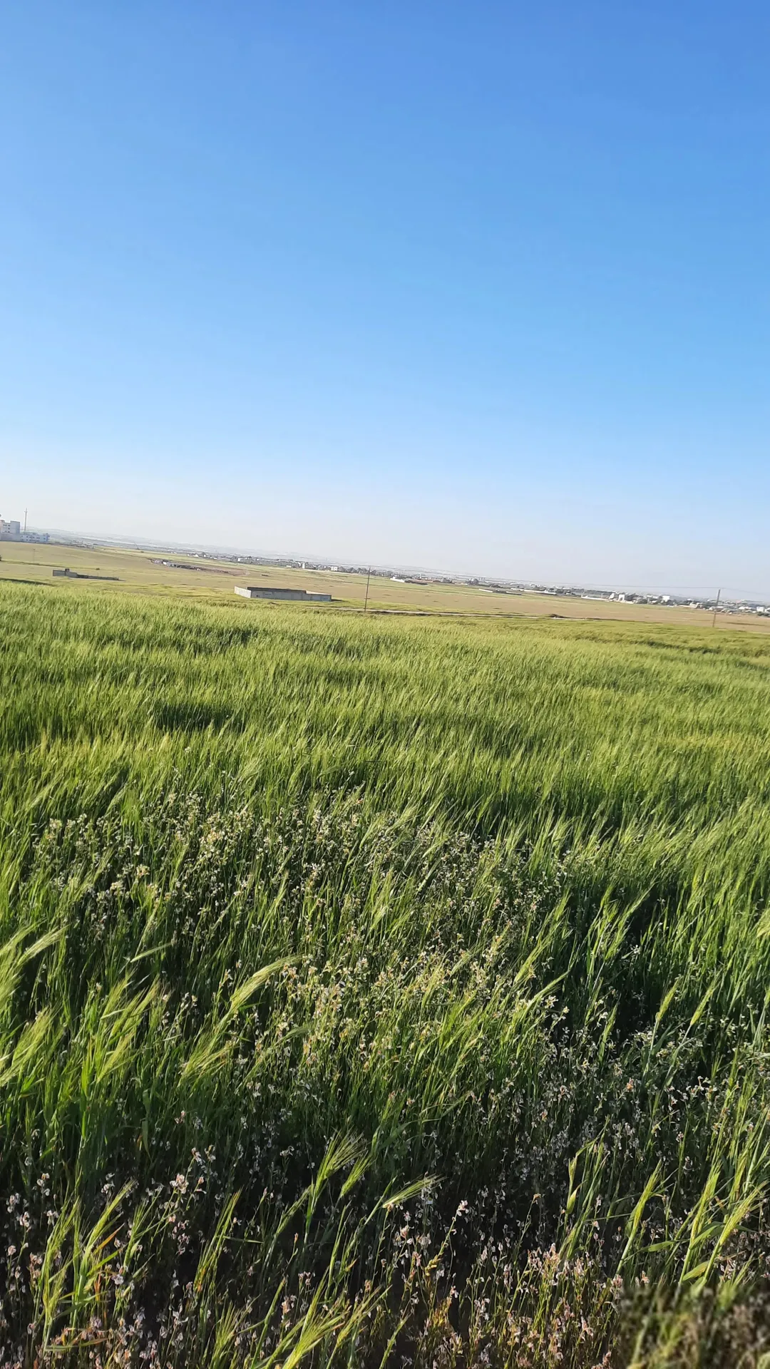أرض سكنية للبيع في الجيزة – حوض الموارس