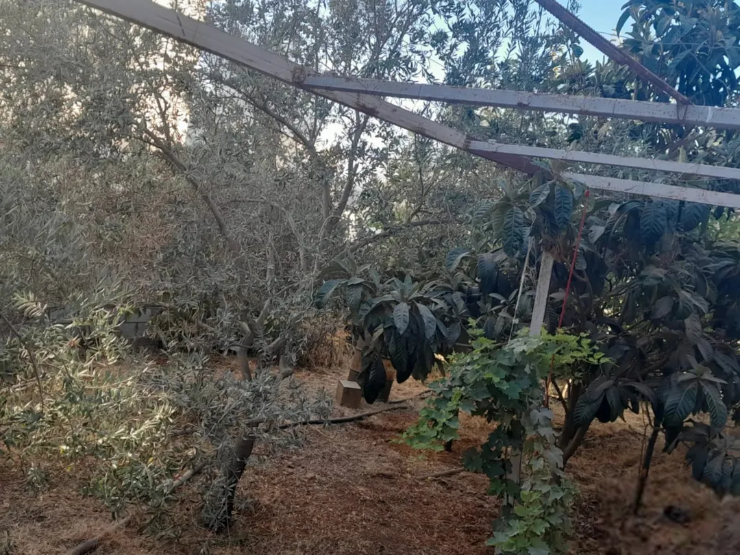 بيت للبيع في منطقة جاوا الخي الشرقي