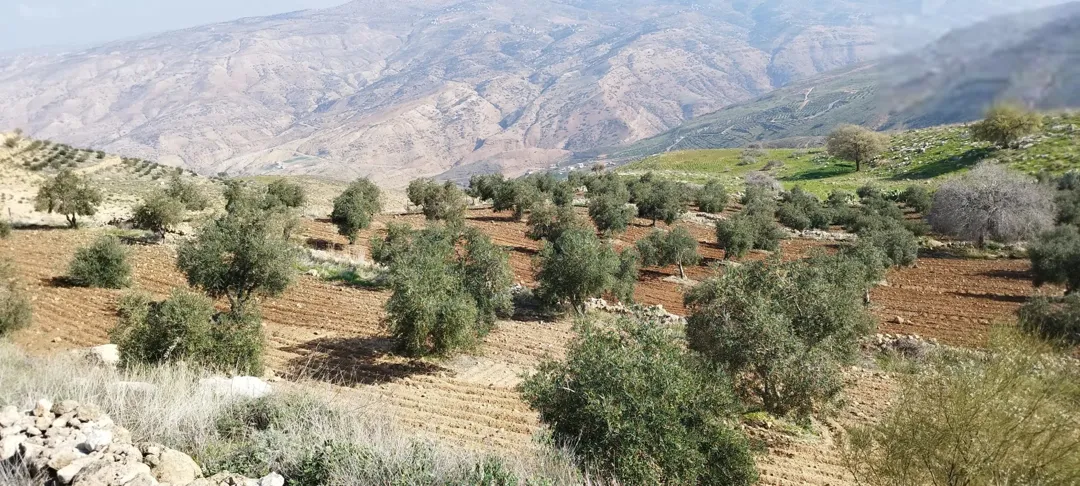 مزرعة مميزه مزرعة زيتون بالكامل مساحة 27 ونص