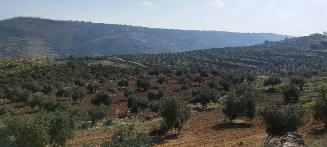 مزرعة مميزه مزرعة زيتون بالكامل مساحة 27 ونص