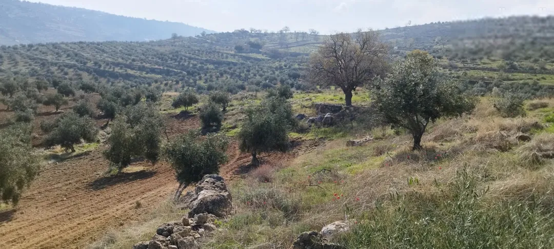 مزرعة مميزه مزرعة زيتون بالكامل مساحة 27 ونص