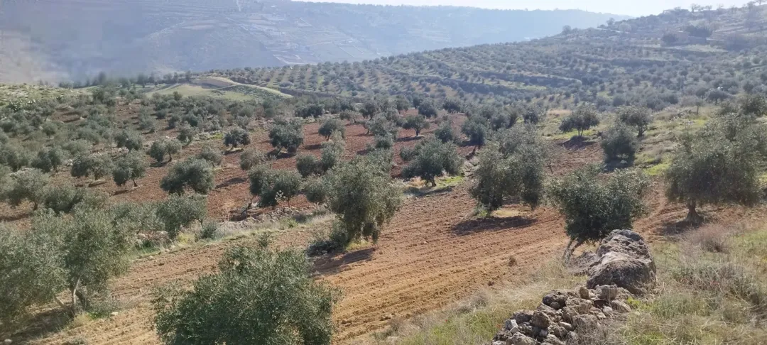 مزرعة مميزه مزرعة زيتون بالكامل مساحة 27 ونص