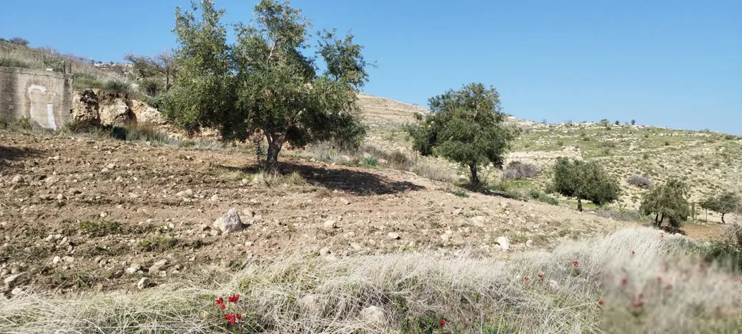 مزرعة مميزه مزرعة زيتون بالكامل مساحة 27 ونص