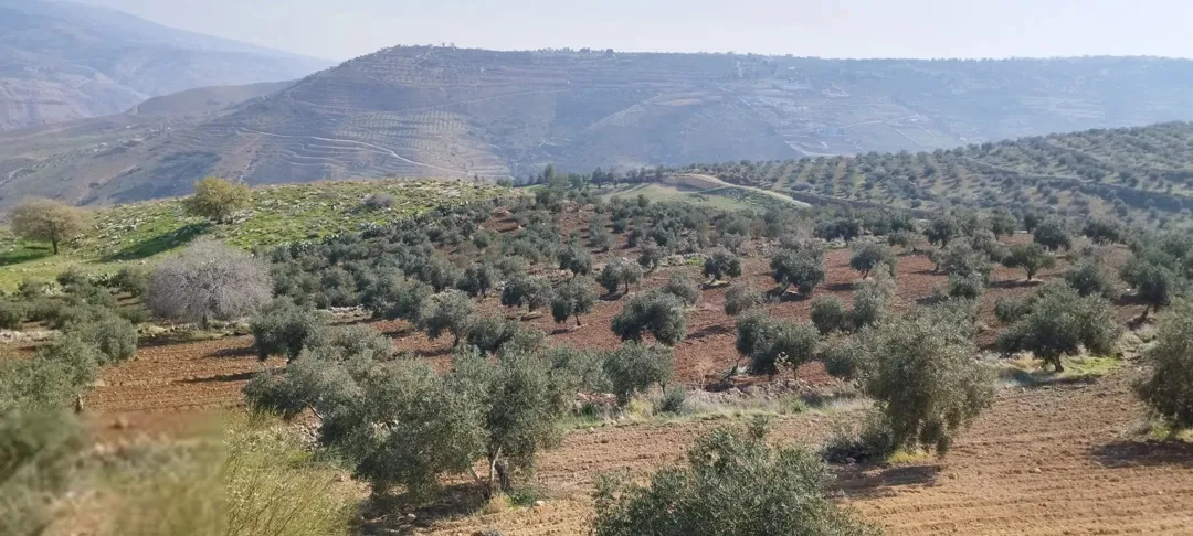 مزرعة مميزه مزرعة زيتون بالكامل مساحة 27 ونص
