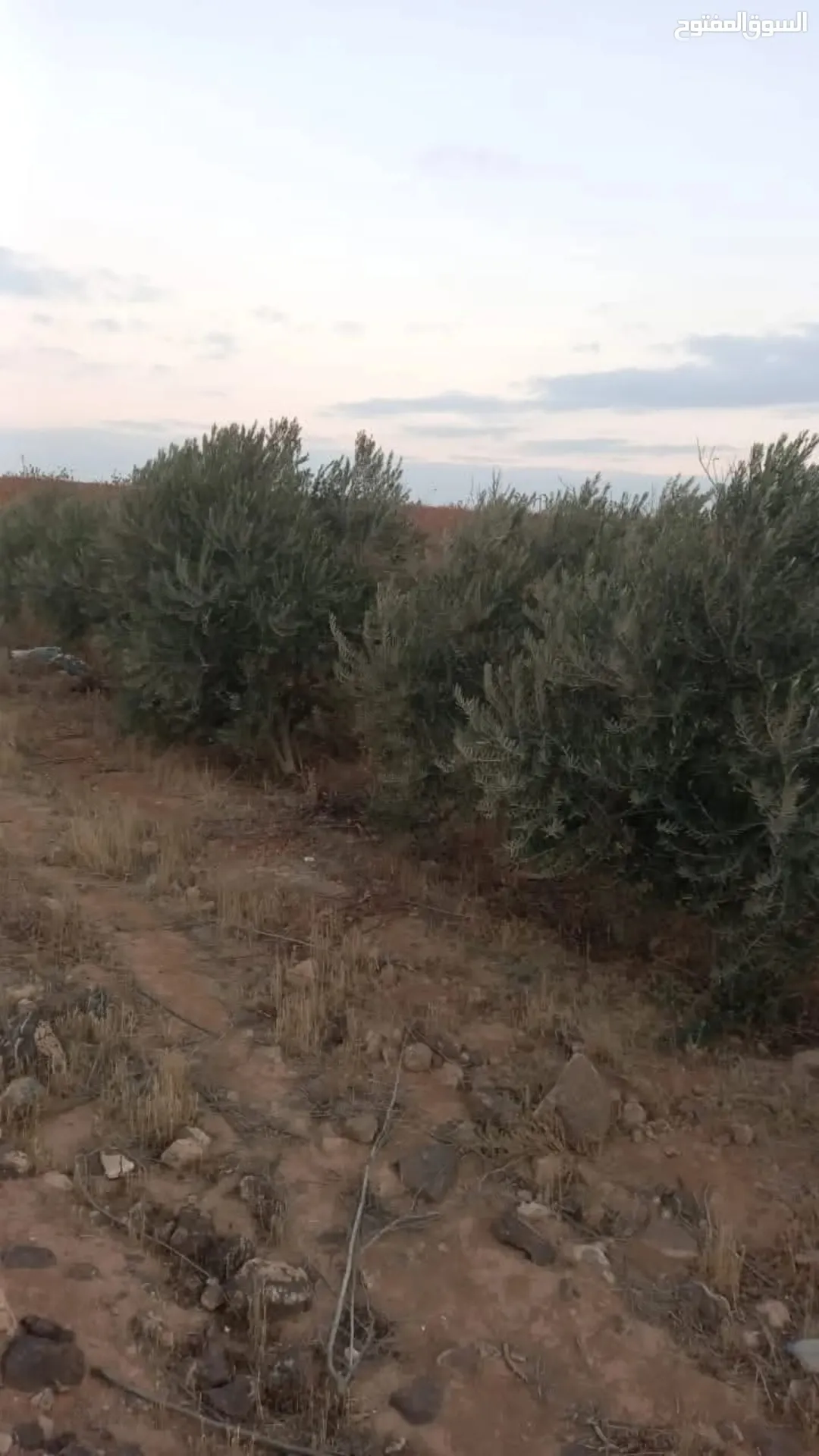 أرض زراعية 34 دونم للبيع في البادية الشمالية