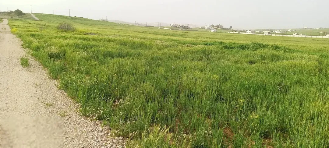 أرض زراعية في بلعما – الزيتونة