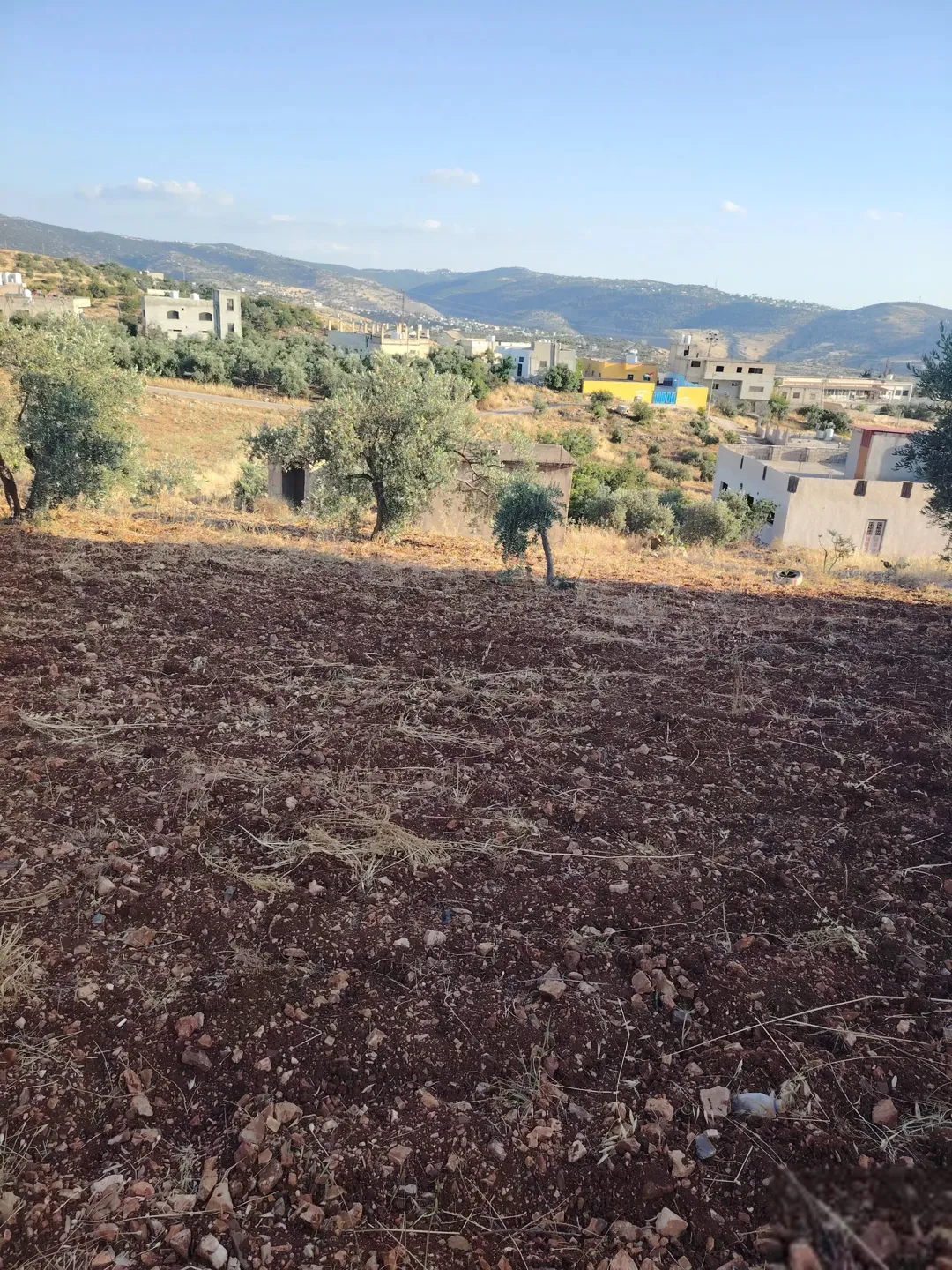 أرض مشجرة بأشجار الزيتون للبيع في جديتا