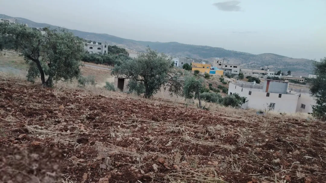 أرض مشجرة بأشجار الزيتون للبيع في جديتا