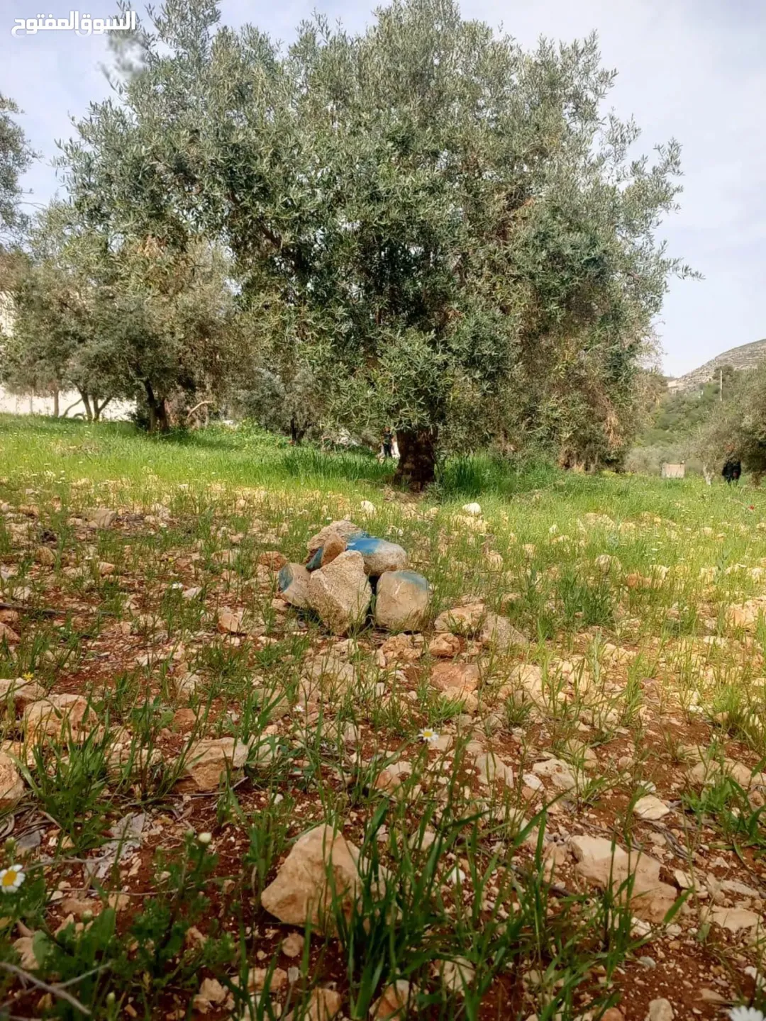 ارض في البحاث منبسطة قريبة من الخدمات