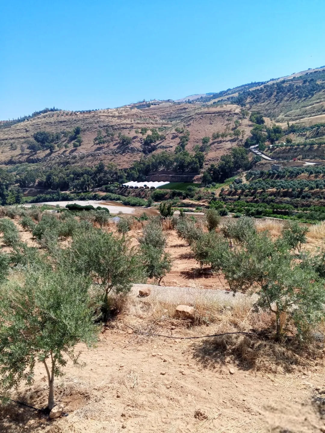مزرعة نموذجية مثمرة للبيع في جرش – منطقة جبه