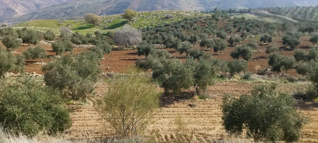مزرعة زيتون مميزة في السلط