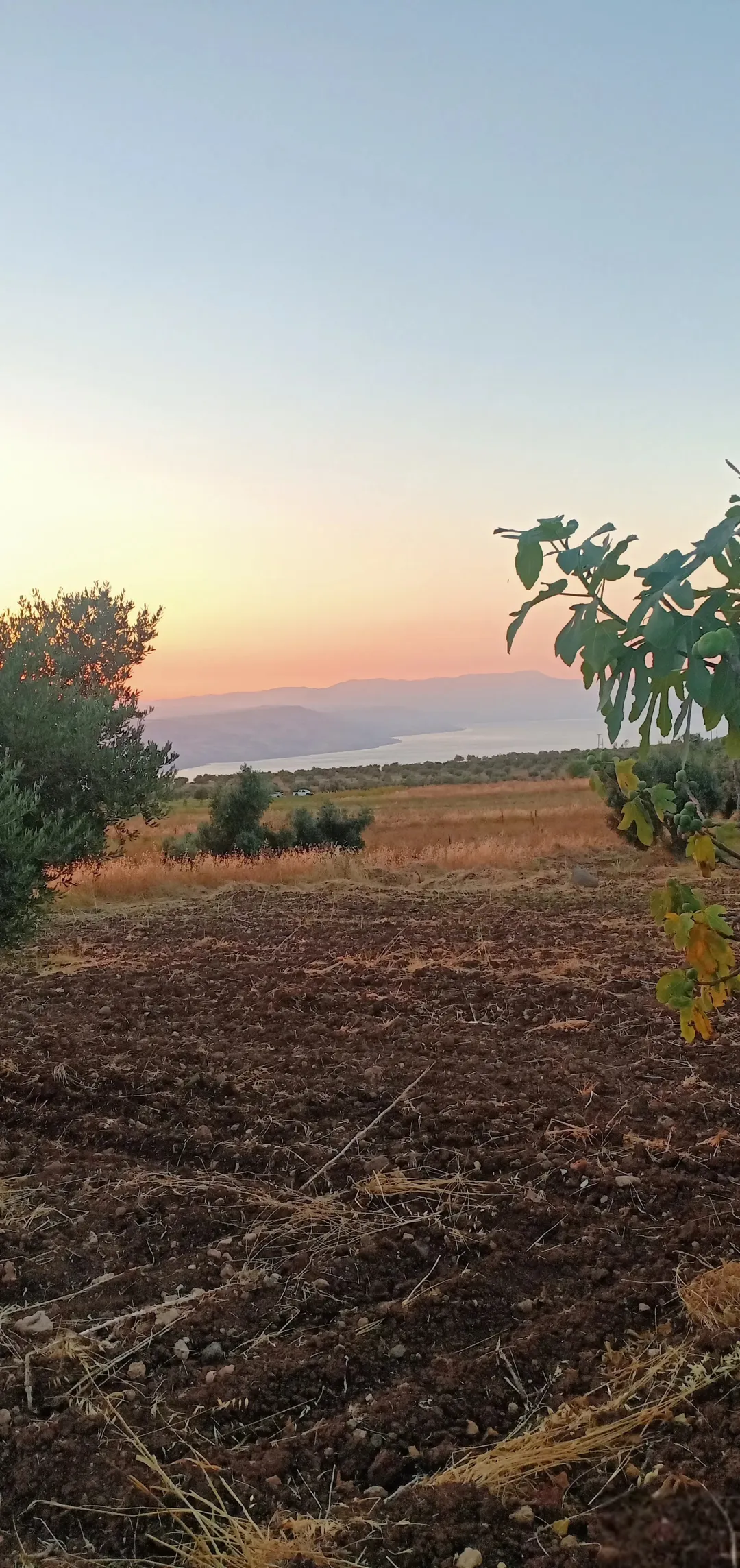 مزرعة زيتون خلابة تطل على بحيرة طبريا