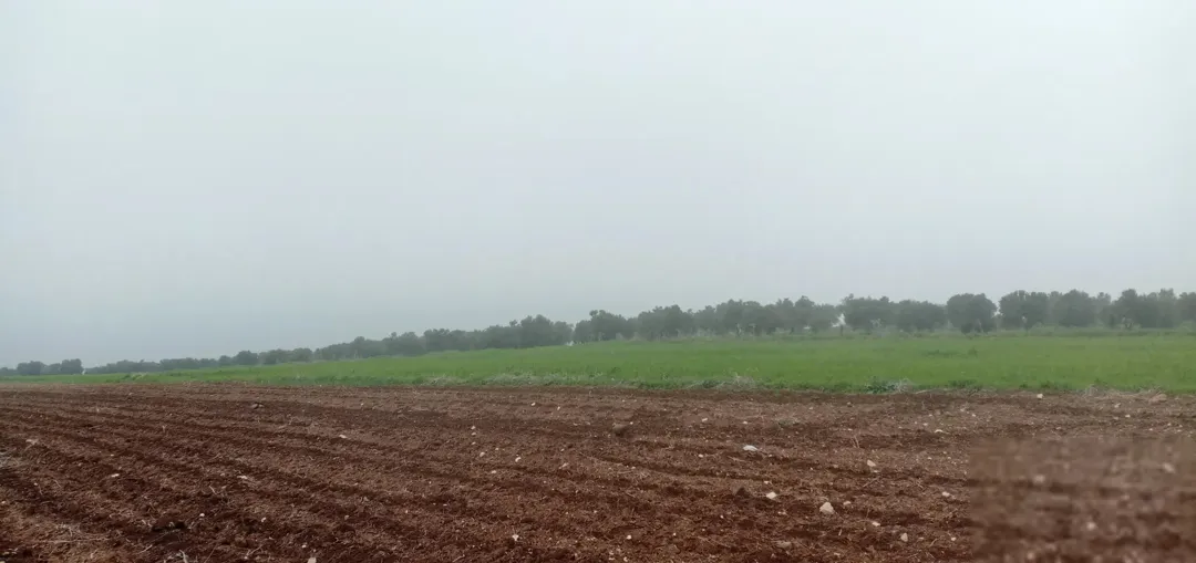 مزرعة زيتون خلابة تطل على بحيرة طبريا