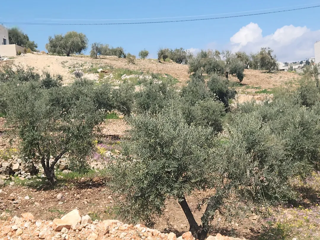 أجمل مناطق عمان الغربية بدر الجديده الرباحية الشمالية سكن ج أخضر