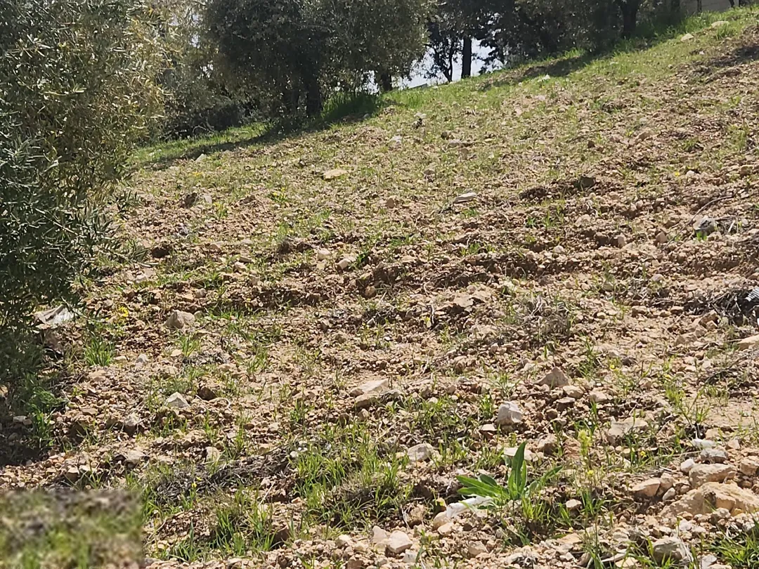 أجمل مناطق عمان الغربية بدر الجديده الرباحية الشمالية سكن ج أخضر