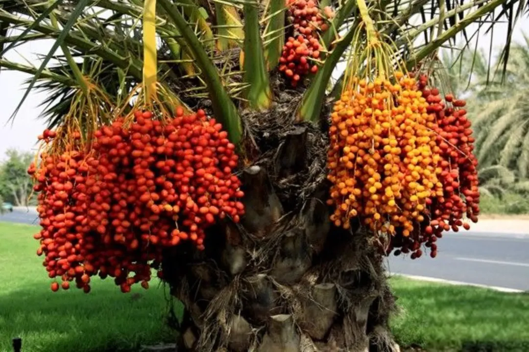 3 وحدات زراعية مزروعة نخيل مميز