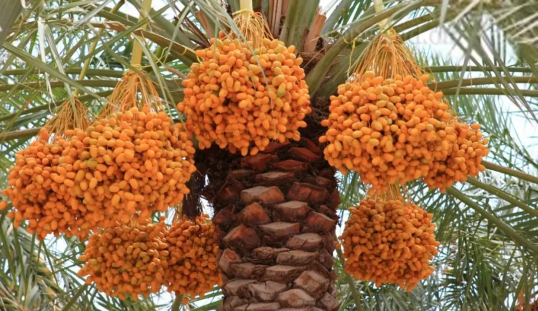 3 وحدات زراعية مزروعة نخيل مميز