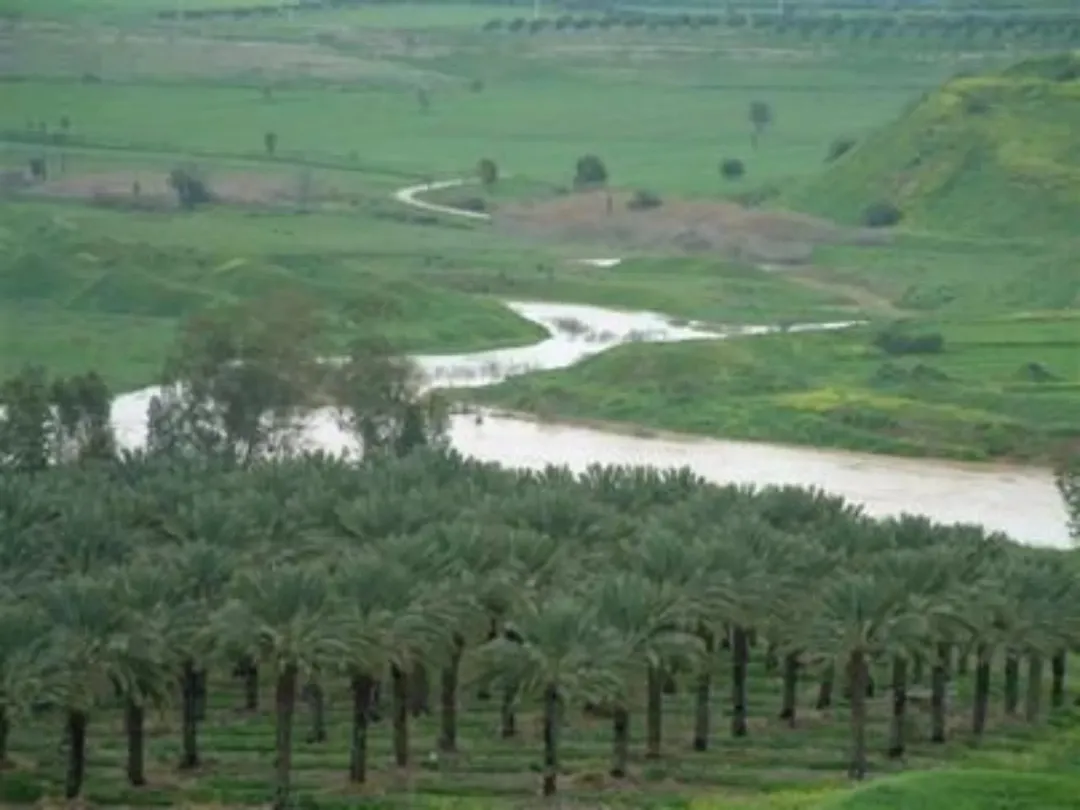 مزارع نخيل ملوكية للبيع في الشونة الجنوبية – البلقاء