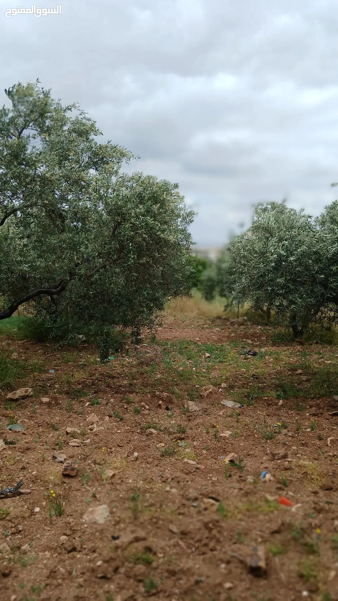 أرض استثمارية للبيع في إربد – النعيمة بمساحة 823 م2