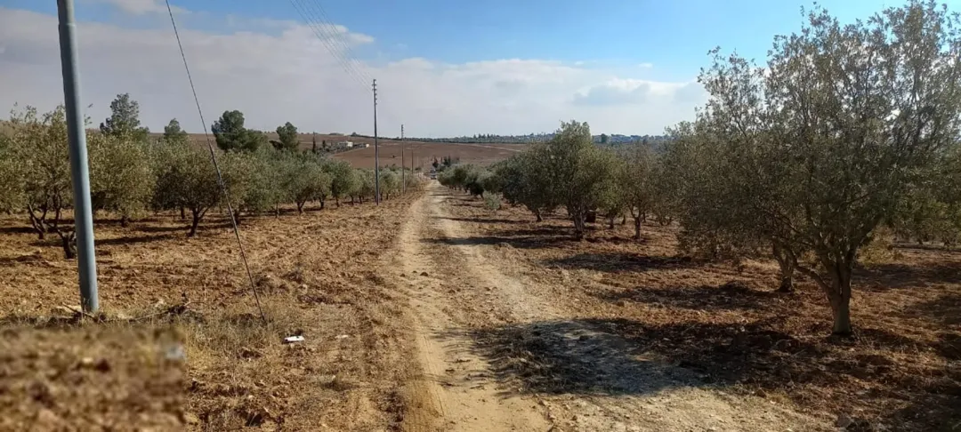 مزرعة زيتون استثمارية واسعة للبيع في مادبا – ذيبان