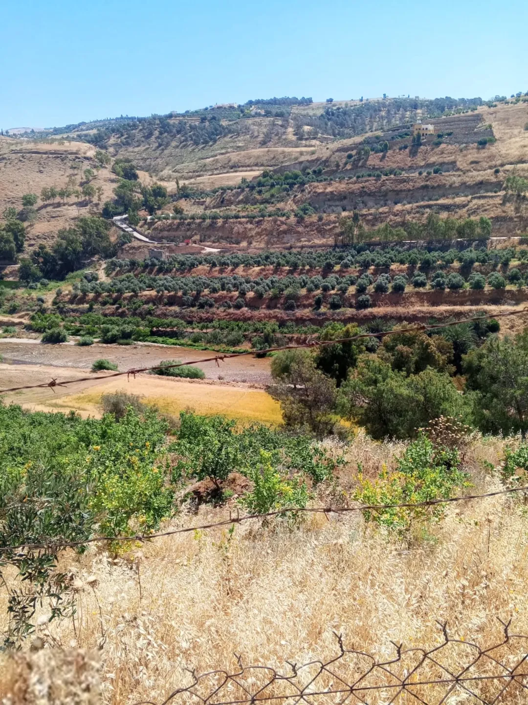 مزرعة نموذجية مثمرة للبيع في جرش – منطقة جبه